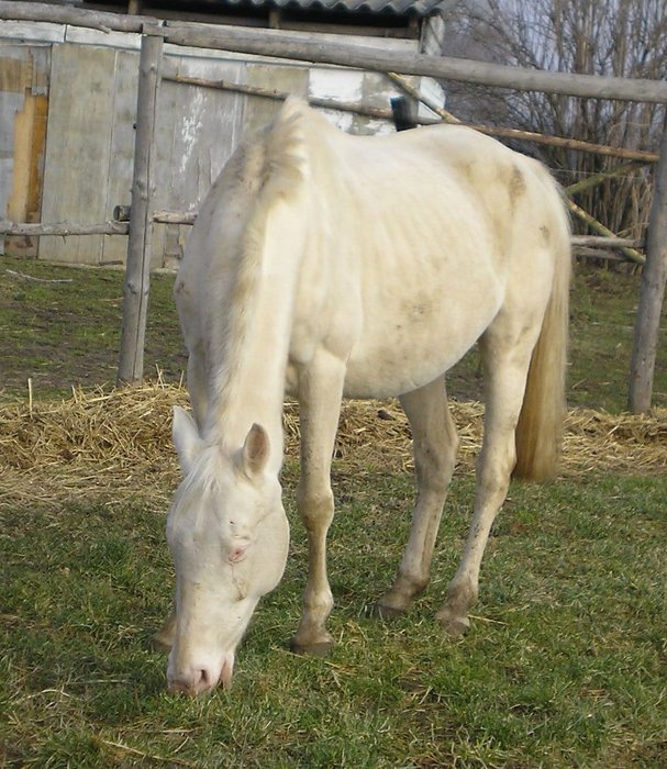 chlupatá tlustá :)